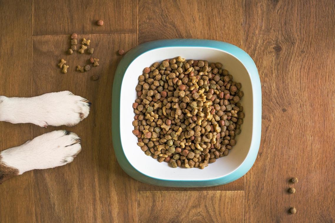 canine nutrition