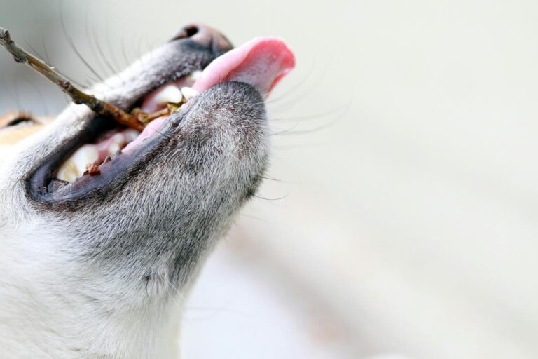 Canine Vocalizations