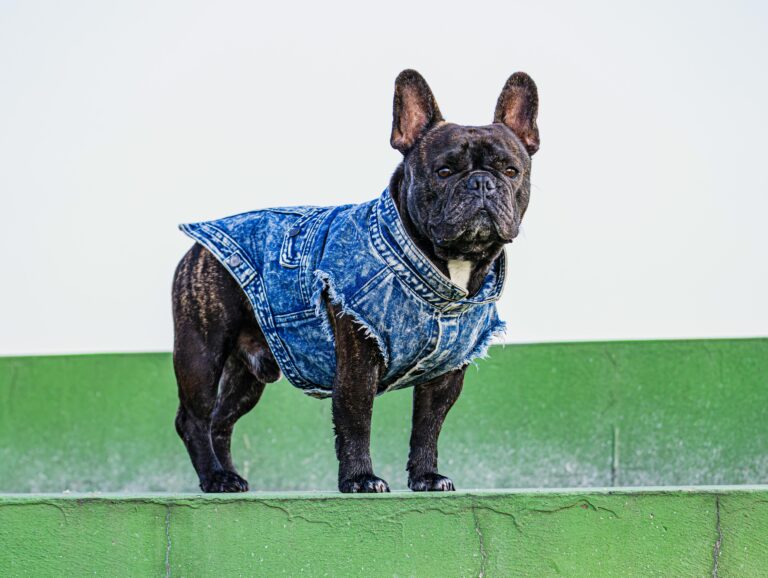 Stylish French Bulldog wearing a denim vest poses confidently on green steps outdoors.