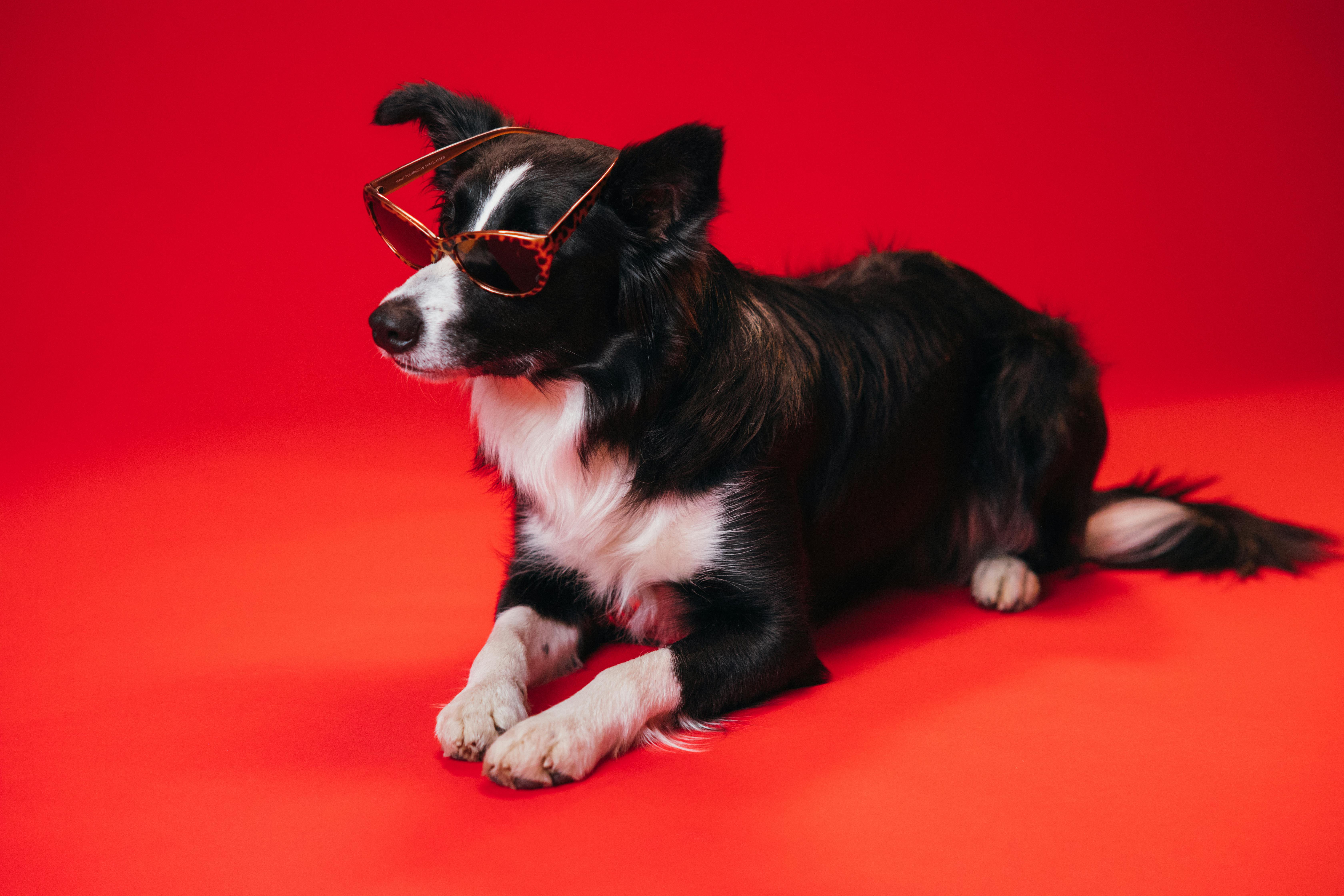 Stylish Border Collie wearing sunglasses, posing against a vibrant red backdrop in a studio.
