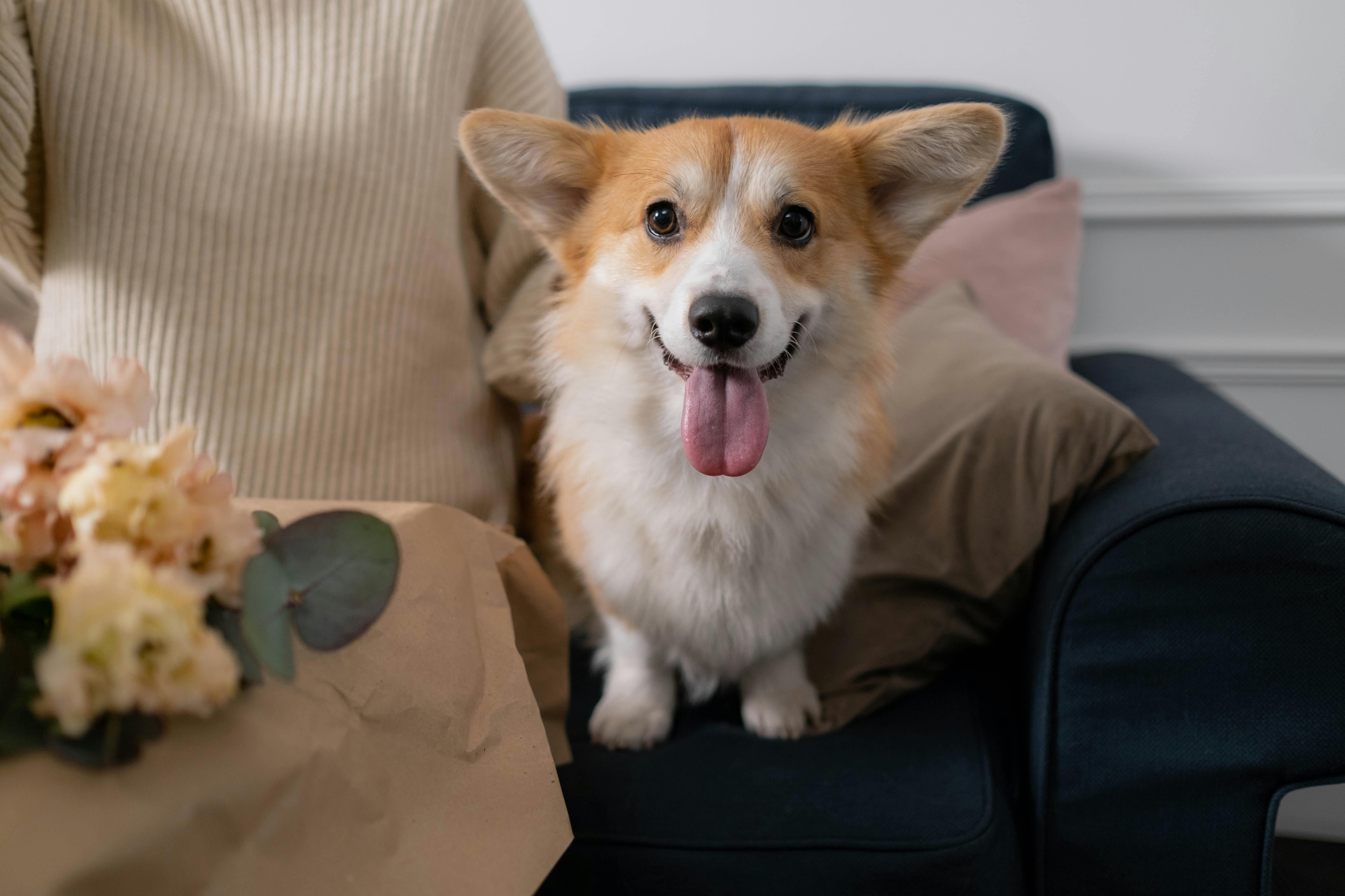 Cute corgi sitting on a couch with flowers in a cozy indoor setting.