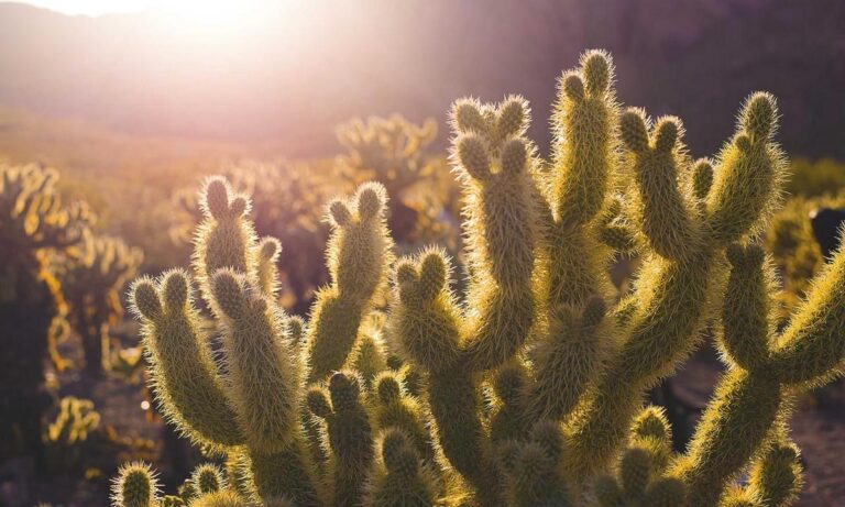 Symbiotic Domestication