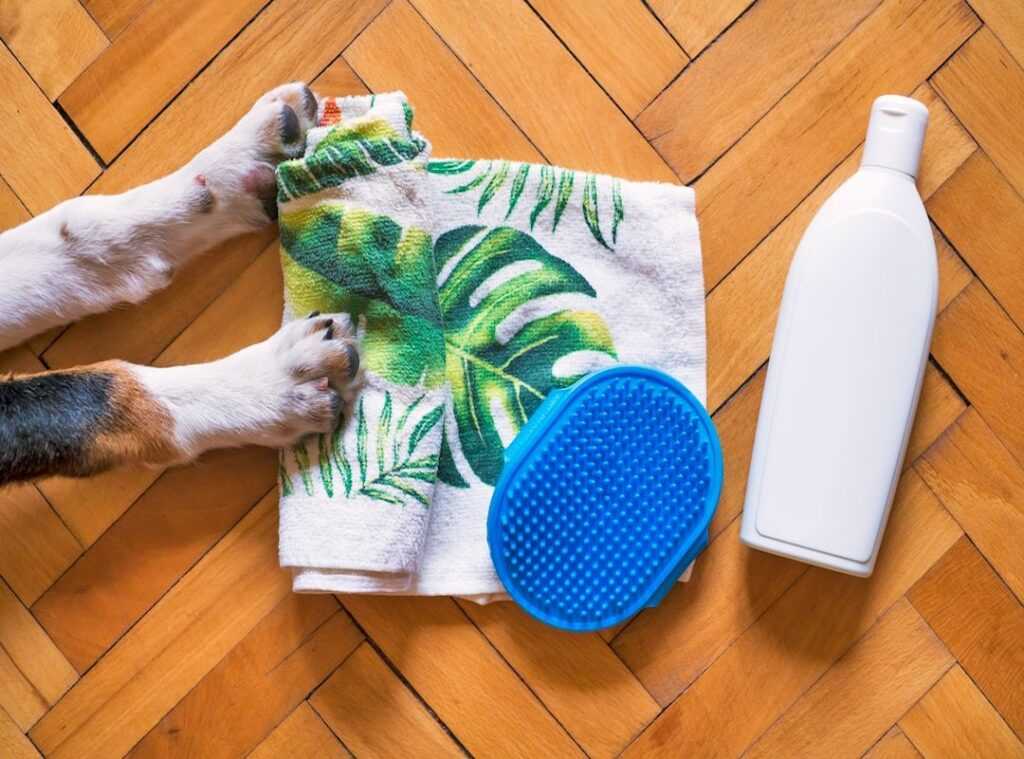 2023 pet care trends