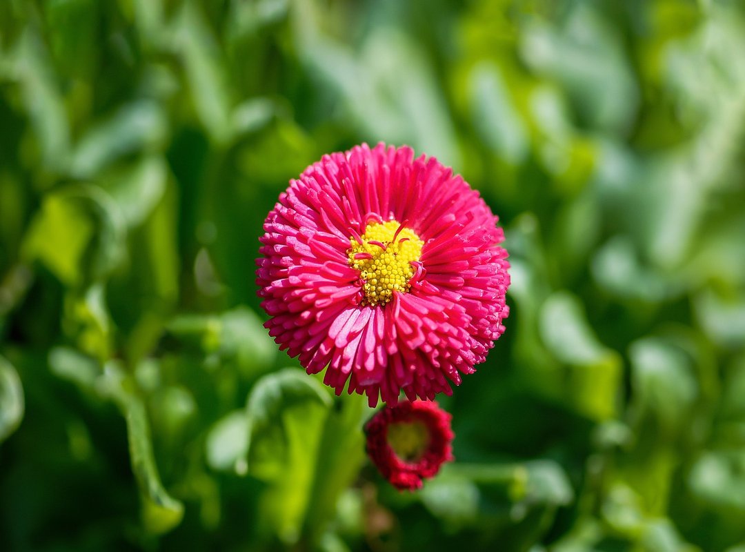 Preventive Measures to Avoid Anger in a Cornelia Fe