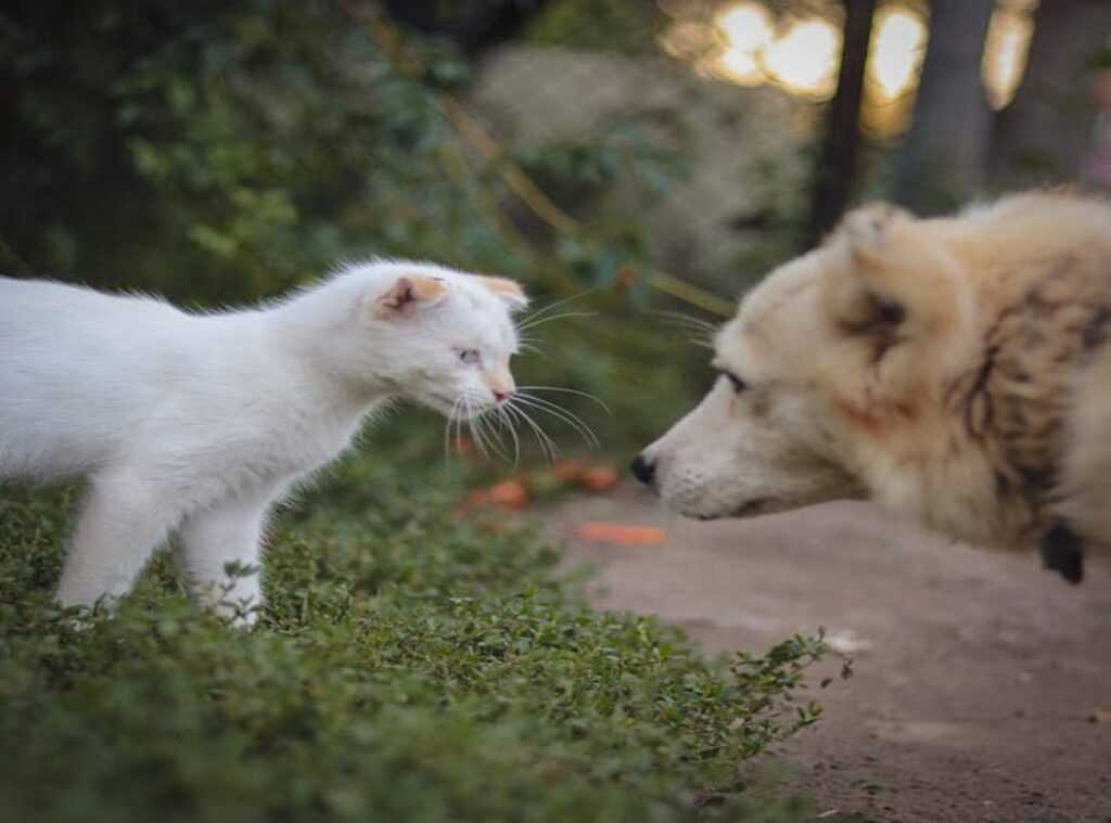 animal body language