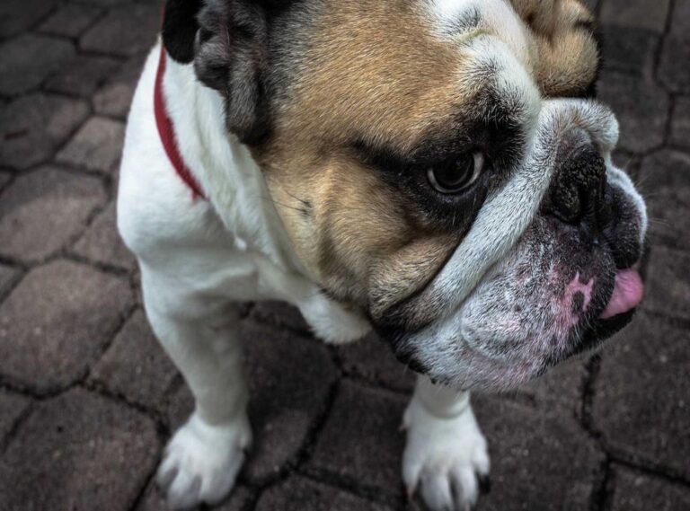 atalanta bergamo - juventus opstellingen