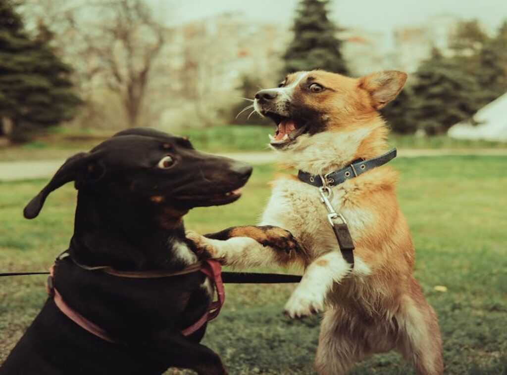 behavioral issues pets