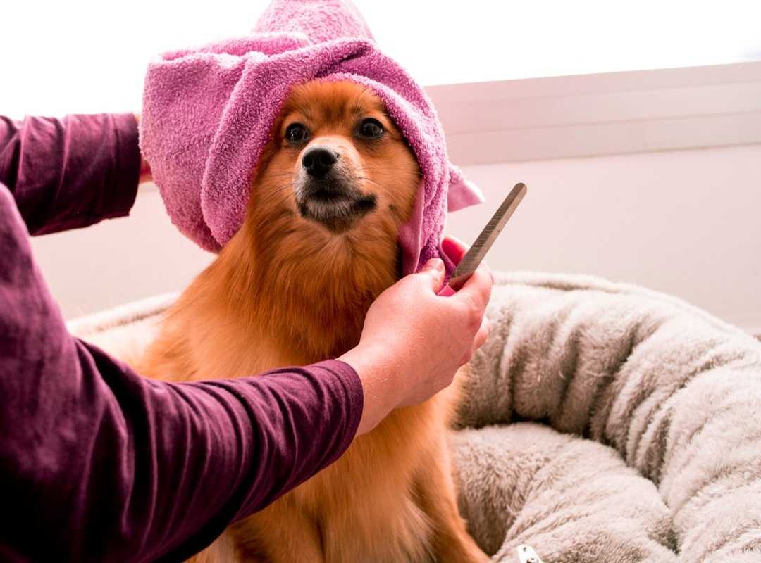 common pet care myths