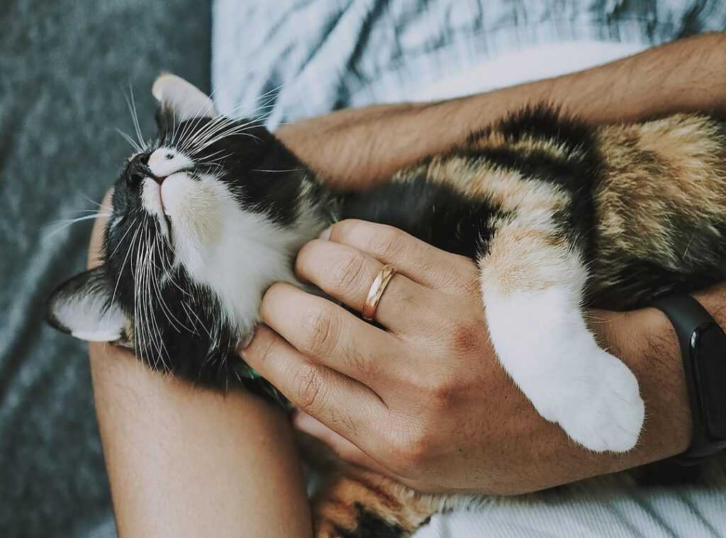 common pet care myths