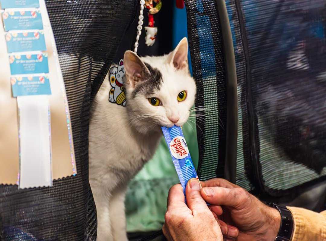 diy pet treat recipes