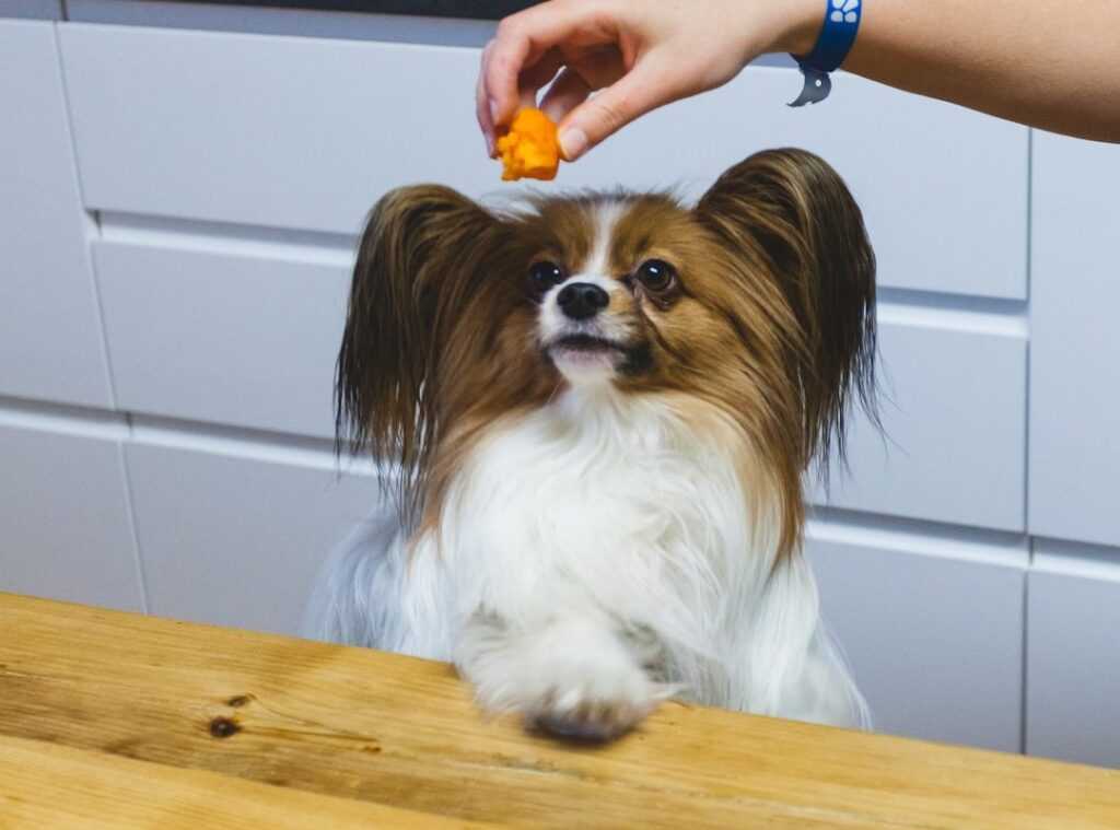 diy pet treat recipes
