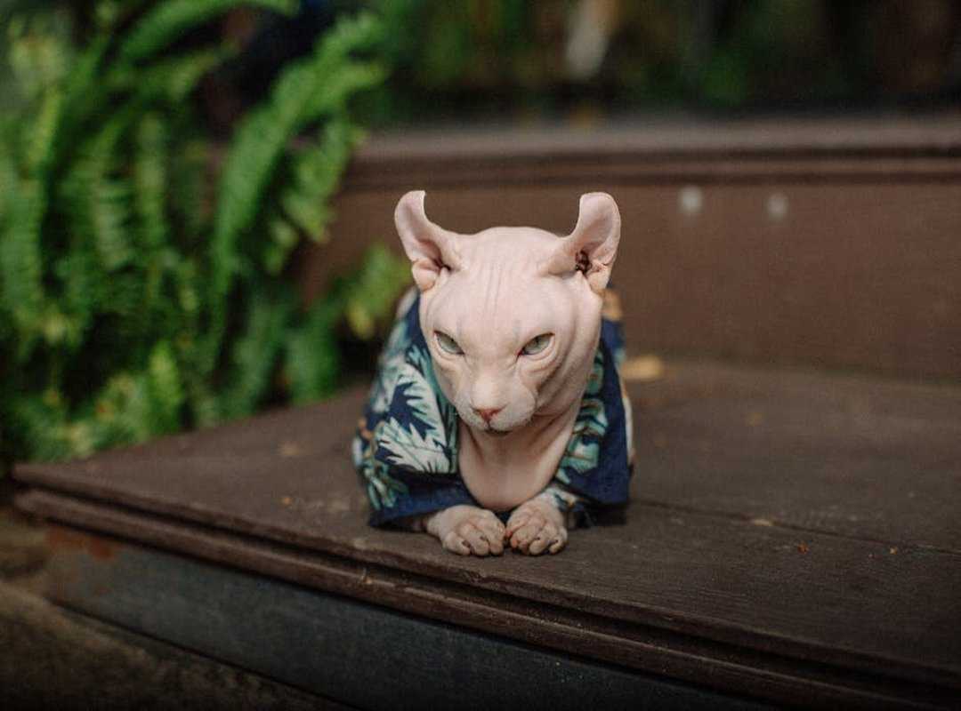emotional distress pets