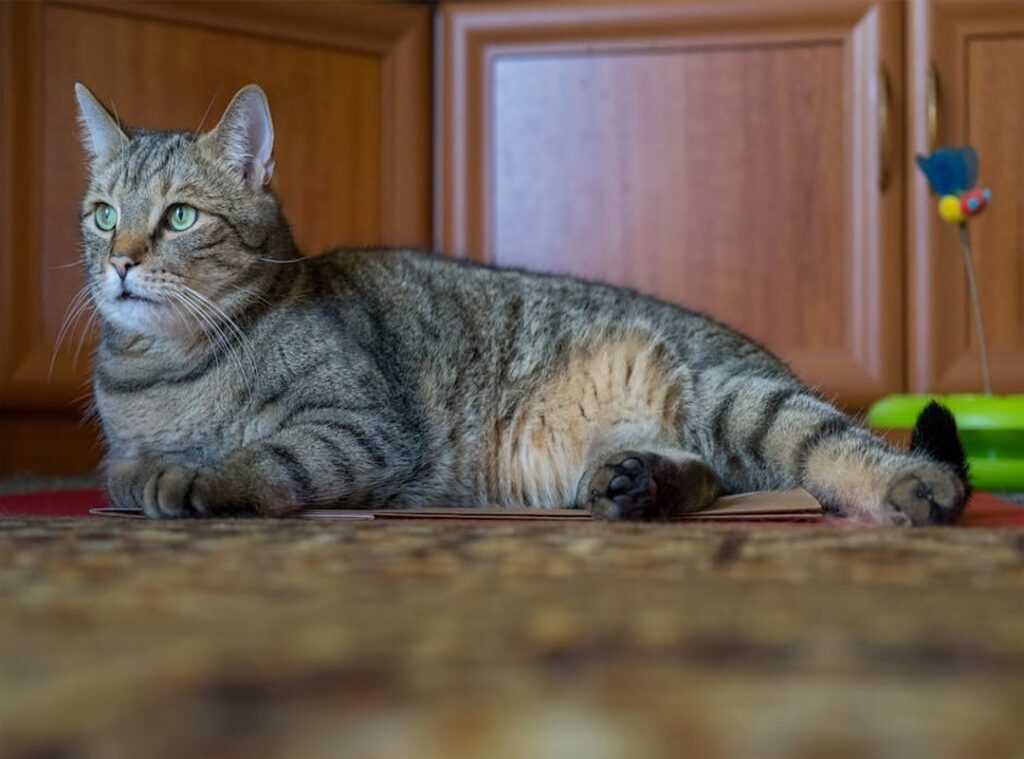 emotional distress pets
