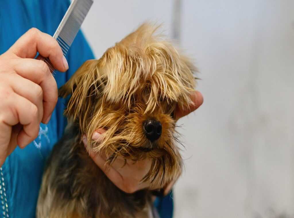gadgets for pet maintenance