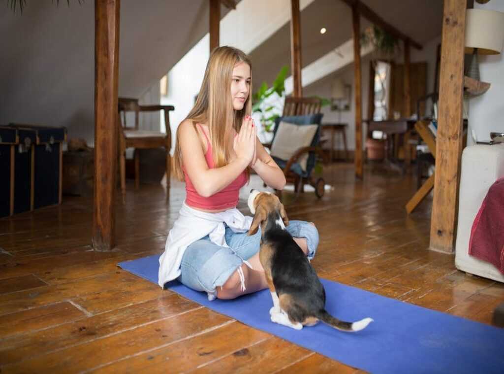 holistic animal wellness