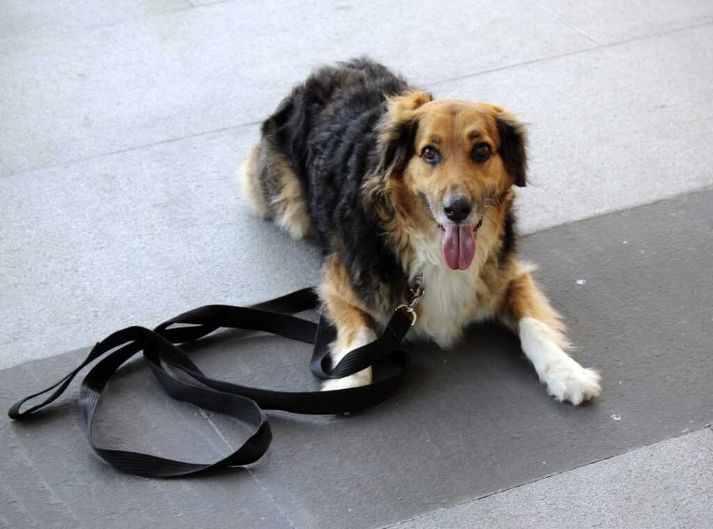 obedience training guide