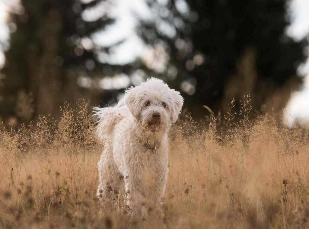 pet aggression solutions