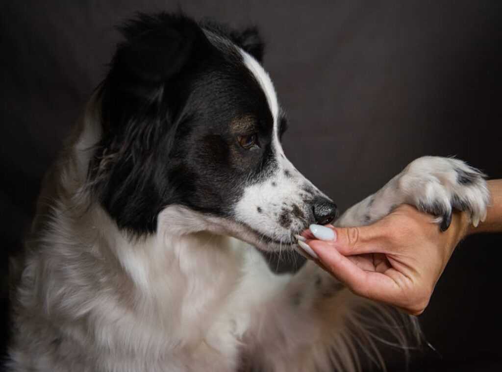 positive reinforcement training