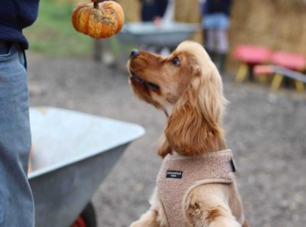 seasonal pet care tips