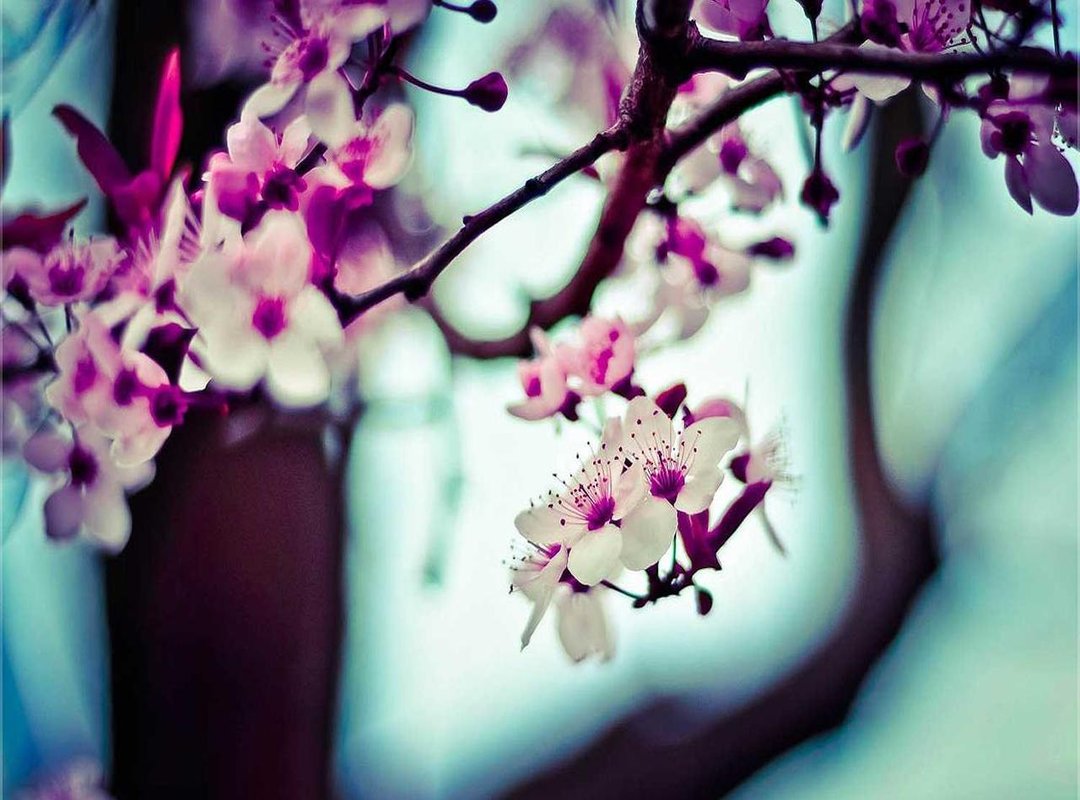 A Lasting Legacy: How Suzanne Hinn is Remembered