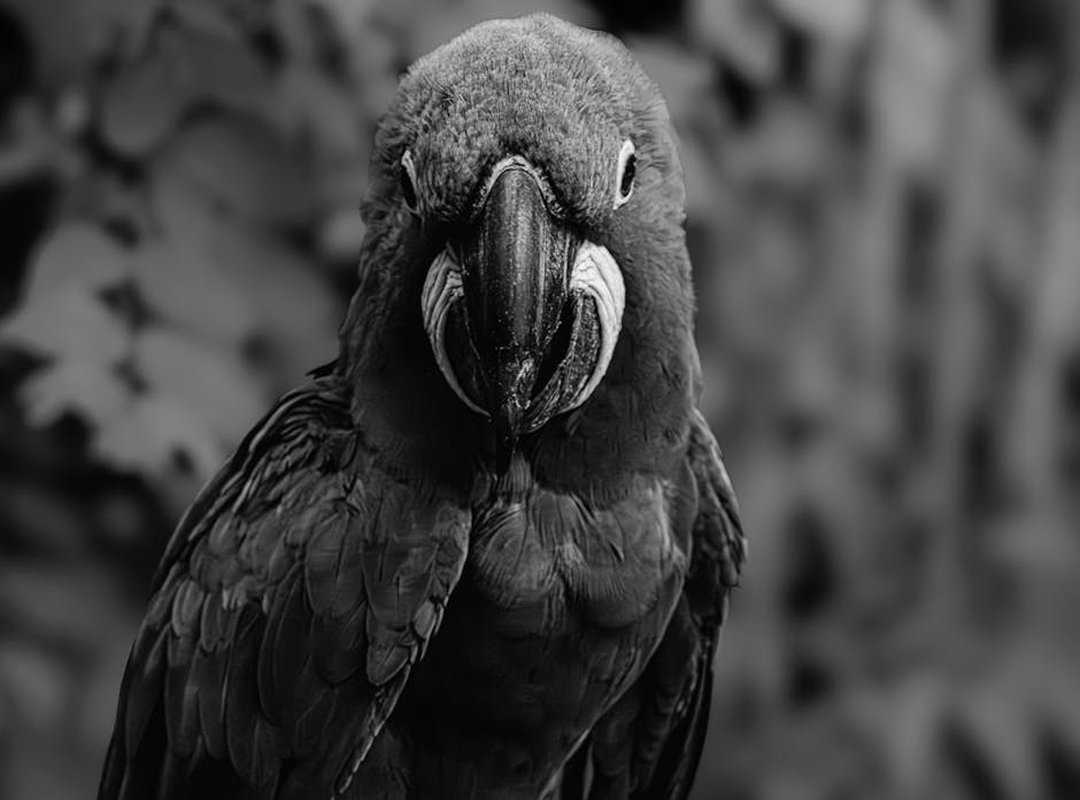 unique pet breeds