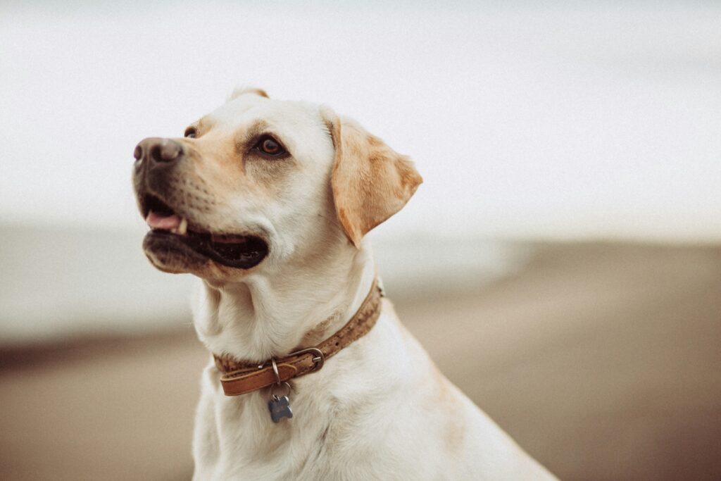 Why Every Dog Needs a Collar: Safety, Training and Style